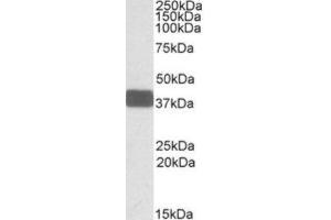 Western Blotting (WB) image for anti-Wingless-Type MMTV Integration Site Family, Member 9B (WNT9B) (Internal Region) antibody (ABIN2464236) (WNT9B anticorps  (Internal Region))