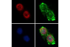 ABIN6261140 and ABIN6268860 staining HepG2 by IF/ICC. (Cyclin A1 anticorps)