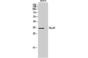 Western Blotting (WB) image for anti-Natural Cytotoxicity Triggering Receptor 1 (NCR1) (Internal Region) antibody (ABIN3178967) (NCR1 anticorps  (Internal Region))