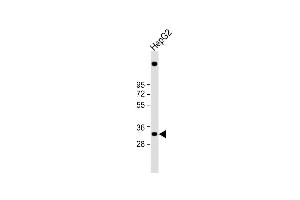 Anti-C1QTNF6 Antibody (N-term) at 1:1000 dilution + HepG2 whole cell lysate Lysates/proteins at 20 μg per lane. (CTRP6 anticorps  (N-Term))