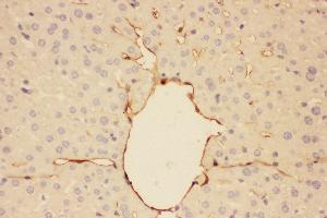 Anti-Adiponectin Picoband antibody,  IHC(P): Mouse Liver Tissue (ADIPOQ anticorps  (AA 19-244))