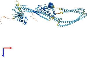 AlphaFold protein structure predicition of Human Recombinant SMC6 Protein, UniprotID Q96SB8