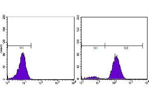 Flow cytometric analysis of PC-3 cells using KLK3 mouse mAb (right) and negative control (left). (Prostate Specific Antigen anticorps  (AA 26-251))