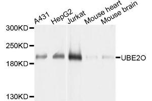 Western blot analysis of extracts of various cell lines, using UBE2O antibody. (UBE2O anticorps  (AA 1073-1292))