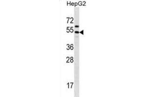 Western Blotting (WB) image for anti-Grainyhead-Like 1 (GRHL1) antibody (ABIN2998692) (GRHL1 anticorps)