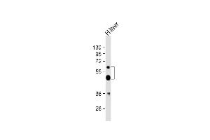 Anti-UGT2B4 Antibody (Center)at 1:2000 dilution + human liver lysates Lysates/proteins at 20 μg per lane. (UGT2B4 anticorps  (AA 338-370))