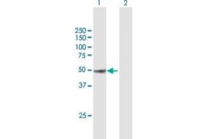 Western Blot analysis of CUGBP1 expression in transfected 293T cell line by CUGBP1 MaxPab polyclonal antibody. (CELF1 anticorps  (AA 1-483))