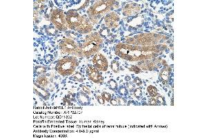 Human kidney (MYBL1 anticorps  (Middle Region))