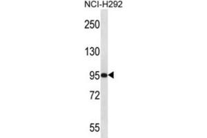 Western Blotting (WB) image for anti-Poly(A) Polymerase gamma (PAPOLG) antibody (ABIN2997196) (PAPOLG anticorps)