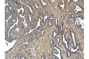 ABIN185182 (8µg/ml) staining of paraffin embedded Human Prostate.