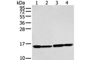 Western blot analysis of 293T and Hela cell using MMGT1 Polyclonal Antibody at dilution of 1:250 (MMGT1 anticorps)