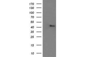 Image no. 4 for anti-Mitogen-Activated Protein Kinase 9 (MAPK9) antibody (ABIN1498930) (JNK2 anticorps)