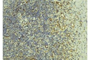 ABIN6276600 at 1/100 staining Human lymph tissue by IHC-P. (CD86 anticorps  (Internal Region))