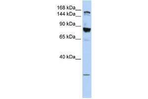 WB Suggested Anti-TJP2 Antibody Titration:  0. (TJP2 anticorps  (Middle Region))