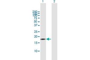 Western Blot analysis of ID4 expression in transfected 293T cell line by ID4 MaxPab polyclonal antibody.