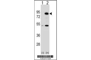 Western blot analysis of THOC1 using rabbit polyclonal THOC1 Antibody using 293 cell lysates (2 ug/lane) either nontransfected (Lane 1) or transiently transfected (Lane 2) with the THOC1 gene. (THOC1 anticorps  (C-Term))