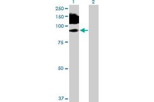Western Blot analysis of MCAM expression in transfected 293T cell line by MCAM MaxPab polyclonal antibody. (MCAM anticorps  (AA 1-646))