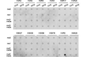 Dot-blot analysis of all sorts of methylation peptides using Symmetric DiMethyl-Histone H4-R3 antibody (ABIN3017488, ABIN3017489, ABIN3017490, ABIN1680265 and ABIN6220116). (Histone H4 anticorps  (2meArg3))