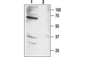 Western blot analysis of mouse kidney lysates: - 1.