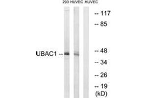 Western Blotting (WB) image for anti-UBA Domain Containing 1 (UBAC1) (AA 91-140) antibody (ABIN2890678) (UBAC1 anticorps  (AA 91-140))