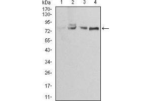 Western blot analysis using EZR mouse mAb against Jurkat (1), A431 (2), MCF-7 (3) and Hela (4) cell lysate. (Ezrin anticorps  (AA 292-464))