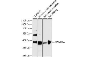Western blot analysis of extracts of various cell lines, using MTNR1A antibody (ABIN6128254, ABIN6144165, ABIN6144166 and ABIN6216865) at 1:3000 dilution. (Melatonin Receptor 1A anticorps  (AA 281-350))