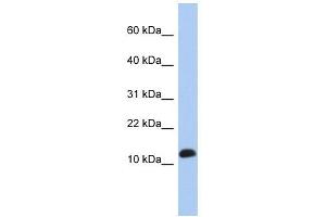 RPL30 antibody used at 1 ug/ml to detect target protein. (RPL30 anticorps  (Middle Region))