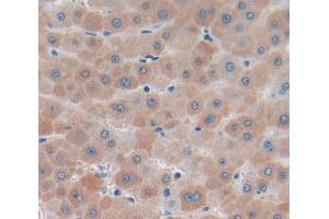 Figure. (SAA2 anticorps  (AA 19-122))