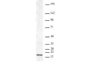 Histone H3K4me2 antibody (mAb) tested by Western blot. (Histone 3 anticorps  (H3K4me2))