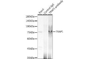 anti-TNF Receptor-Associated Protein 1 (TRAP1) antibody