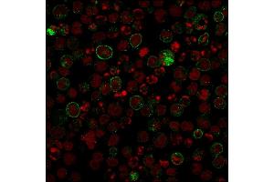Confocal Immunofluorescence image of Raji cells using CD86 Mouse Recombinant Monoclonal Antibody (rC86/1146) followed by goat anti-Mouse IgG conjugated with CF488 (green). (Recombinant CD86 anticorps)