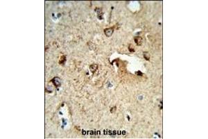 Formalin-fixed and raffin-embedded human brain tissue reacted with TSN1 Antibody (Center), which was peroxidase-conjugated to the secondary antibody, followed by DAB staining. (TSPAN1 anticorps  (AA 140-167))