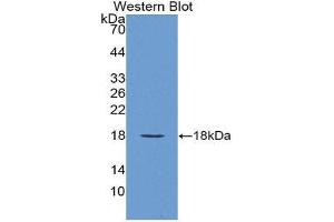 Western Blotting (WB) image for anti-Vascular Endothelial Growth Factor A (VEGFA) (AA 1-120) antibody (ABIN1863281) (VEGFA anticorps  (AA 1-120))