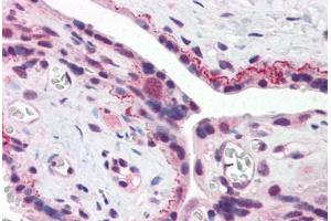 anti-Brain and Reproductive Organ-Expressed (TNFRSF1A Modulator) (BRE) (N-Term) antibody