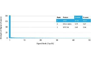 Analysis of Protein Array containing more than 19,000 full-length human proteins using Arginase-1 Mouse Monoclonal Antibody (ARG1/1125).