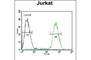 Flow cytometric analysis of Jurkat cells (right histogram) compared to a negative control cell (left histogram). (PPP1R3A anticorps  (AA 754-782))