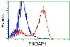 Image no. 3 for anti-phosphoinositide-3-Kinase Adaptor Protein 1 (PIK3AP1) antibody (ABIN1496821) (PIK3AP1 anticorps)