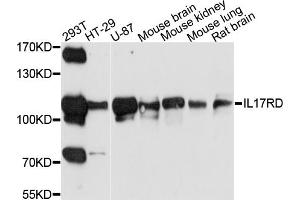 Western blot analysis of extracts of various cell lines, using IL17RD antibody (ABIN6003738) at 1/1000 dilution. (IL17RD anticorps)