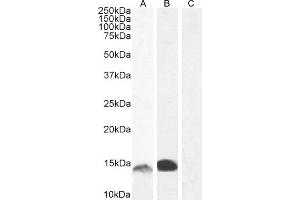 ABIN335161 (1 μg/mL) staining of Human Bone Marrow (A) and (0.