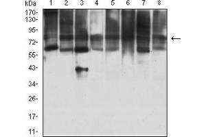 Western blot analysis using KAT7 mouse mAb against MOLT4 (1), COS7 (2), F9 (3), HepG2 (4), PC-2 (5), U251 (6), MCF-7 (7), and NIH/3T3 (8) cell lysate.