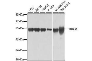 Western blot analysis of extracts of various cell lines, using TUBB8 antibody. (Tubulin, beta 8 anticorps)