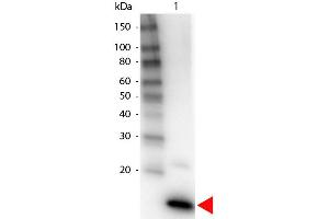 Western Blot of Biotin Conjugated Rabbit anti-IL-4 Antibody. (IL-4 anticorps  (Biotin))