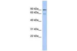 Image no. 1 for anti-Zinc Finger Protein 791 (ZNF791) (AA 359-408) antibody (ABIN6742662) (ZNF791 anticorps  (AA 359-408))