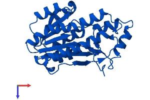 AlphaFold protein structure predicition of Mouse Recombinant Bdh2 Protein, UniprotID Q8JZV9