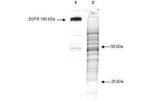 Western Blot of Mouse anti-phosphotyrosine antibody (clone 13F9). (Phosphotyrosine anticorps)