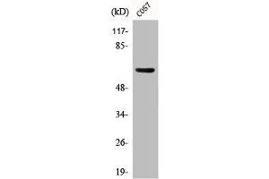 Western Blot analysis of COS7 cells using Phospho-GABAA Rβ1 (S434) Polyclonal Antibody (GABRB1 anticorps  (pSer434))