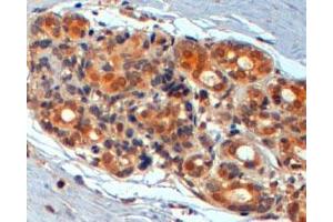WNT3 polyclonal antibody (Cat # PAB7032, 2 ug/mL) staining of paraffin embedded human breast. (WNT3 anticorps  (Internal Region))