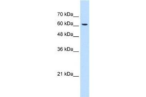 anti-KIAA0319 (KIAA0319) (N-Term) antibody