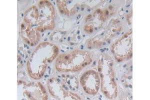 Used in DAB staining on fromalin fixed paraffin- embedded Kidney tissue (GBP4 anticorps  (AA 1-292))
