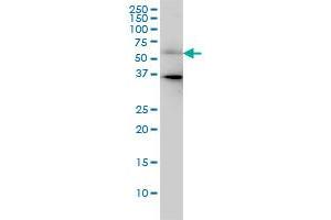 CDC25C monoclonal antibody (M01), clone 3B11 Western Blot analysis of CDC25C expression in HeLa . (CDC25C anticorps  (AA 21-130))